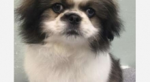 The Waggy Tail