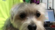 The Waggy Tail