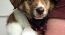 The Waggy Tail
