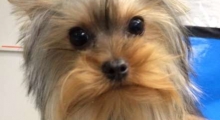 The Waggy Tail