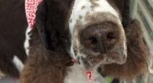 The Waggy Tail