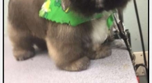 The Waggy Tail