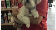 The Waggy Tail