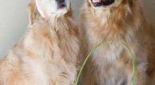 The Waggy Tail