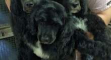 The Waggy Tail