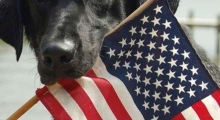 The Waggy Tail