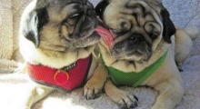 The Waggy Tail