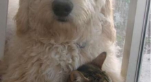 The Waggy Tail