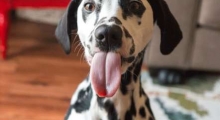 The Waggy Tail